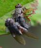 Pollenia sp.